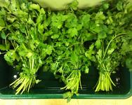 Bunched coriander