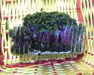 Red Stemmed Cress