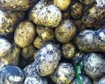 Rufford New Potatoes