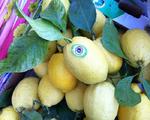 Lemons (unwaxed from the Costa DAmalfi